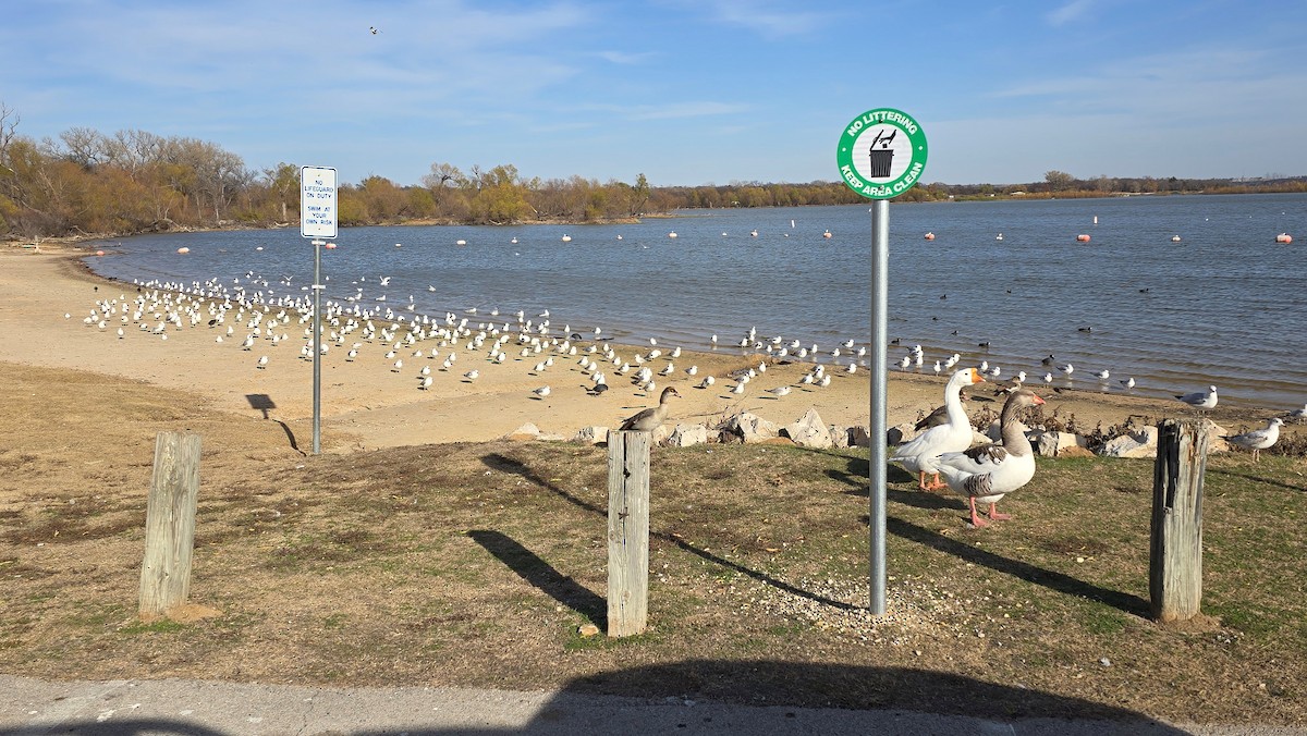 Ring-billed Gull - ML647195463
