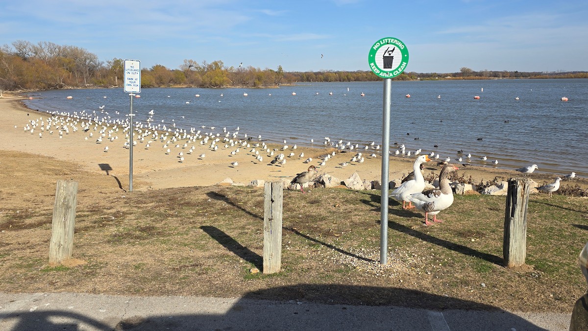 Ring-billed Gull - ML647195464