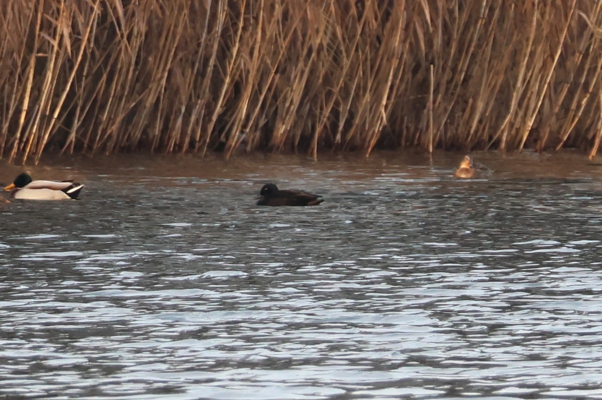 Stockente - ML647195479