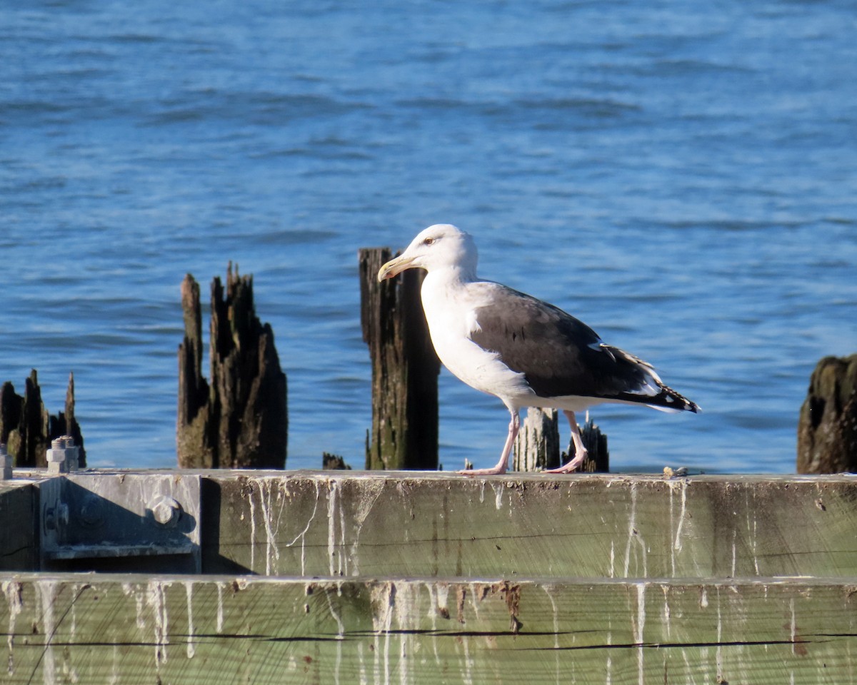 racek mořský - ML647195482