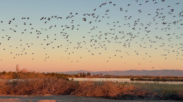 Коровайка американська - ML647195489