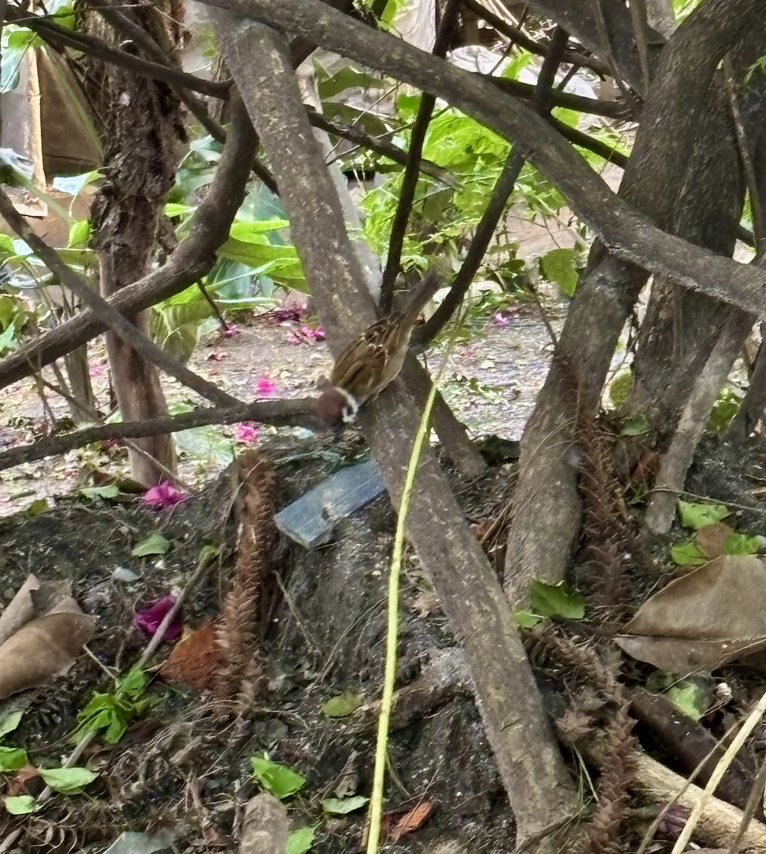 Eurasian Tree Sparrow - ML647195496