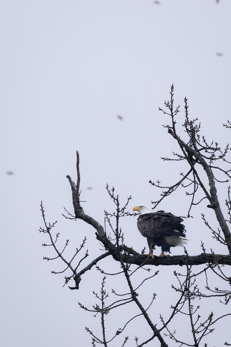 Орлан білоголовий - ML647195505