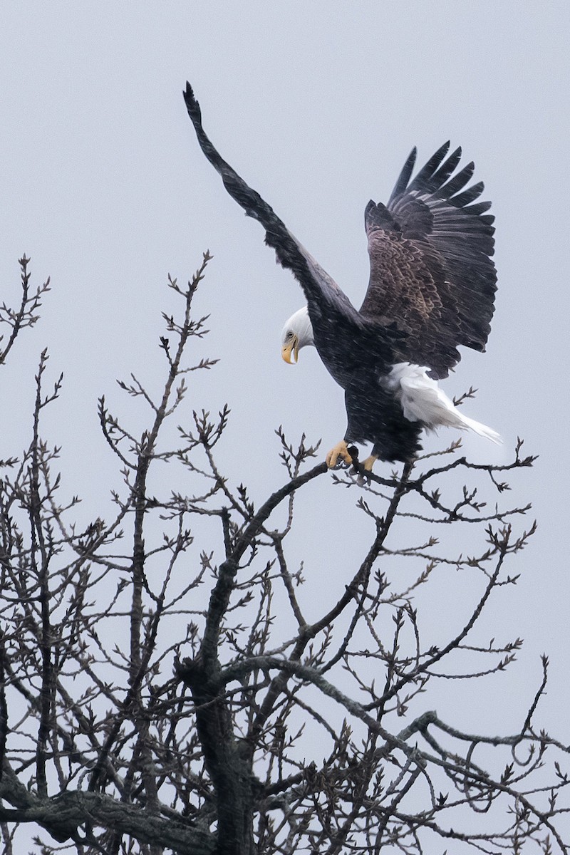 Орлан білоголовий - ML647195506