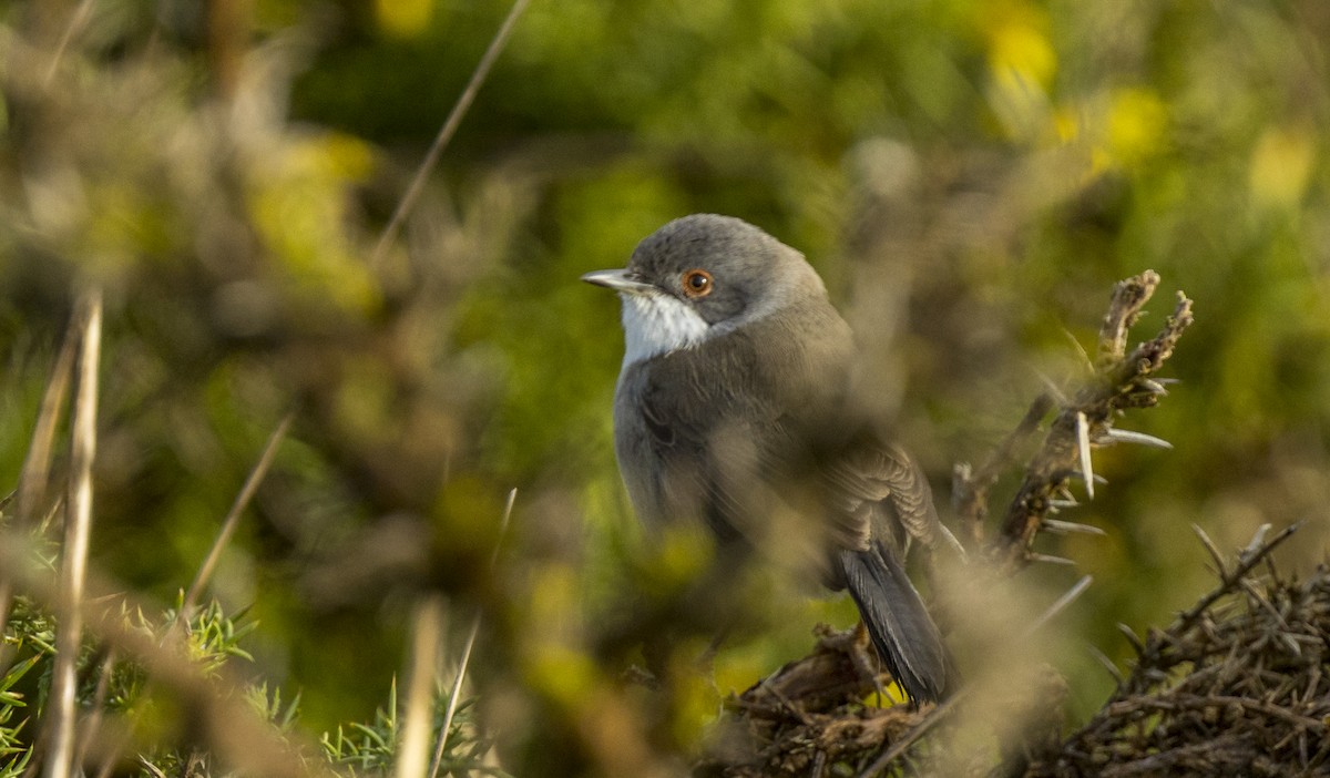 Sardinian Warbler - ML647195509