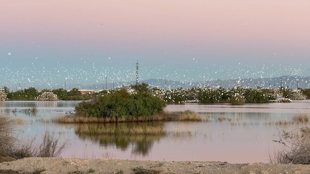 Чапля єгипетська західна - ML647195510