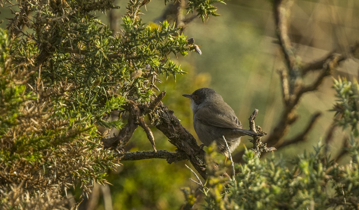 Sardinian Warbler - ML647195512