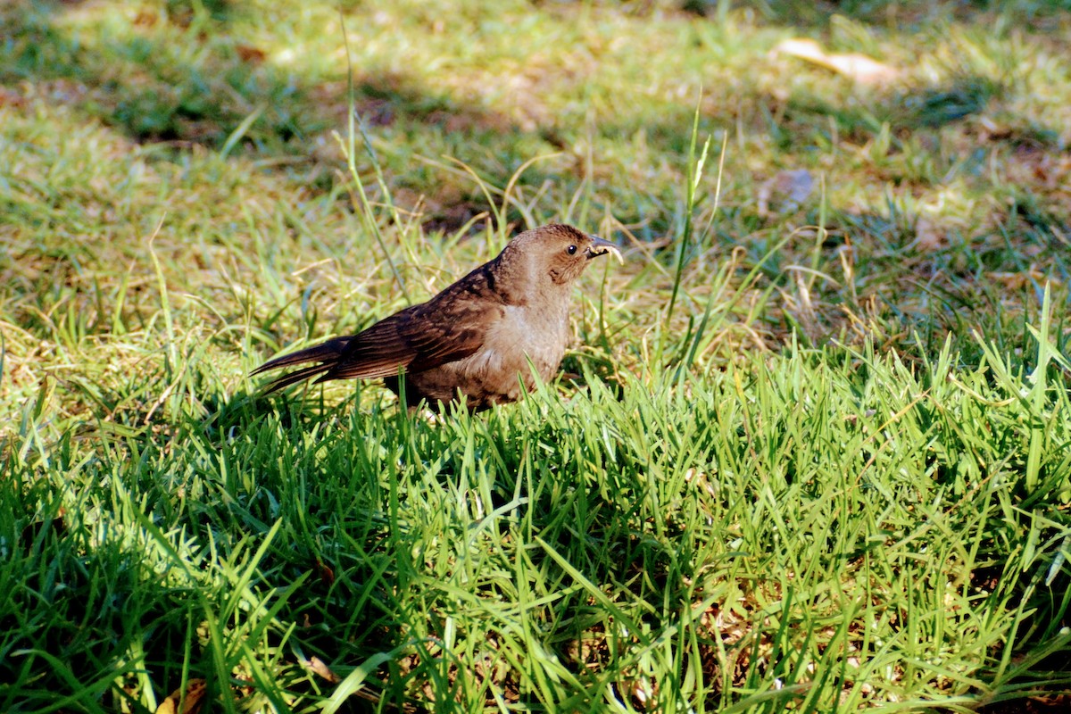 Austral Thrush - ML647195547