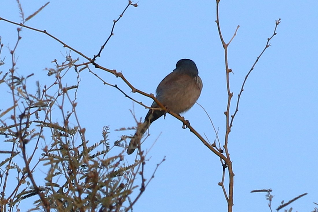 Woodhouse's Scrub-Jay - ML647195555
