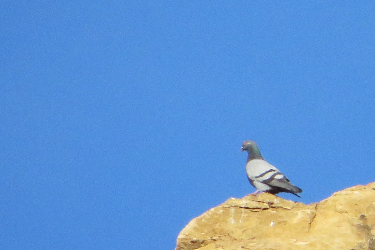 יונת בית - ML647195580