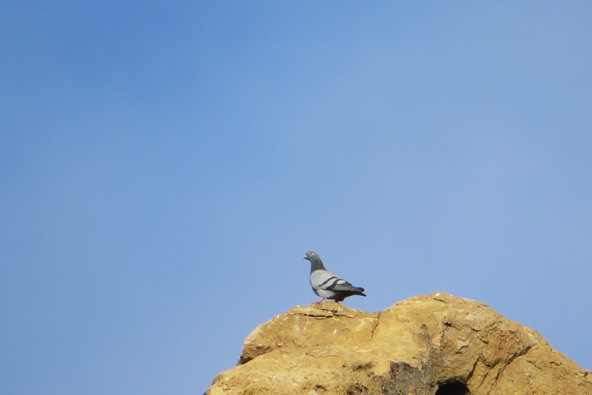 יונת בית - ML647195581