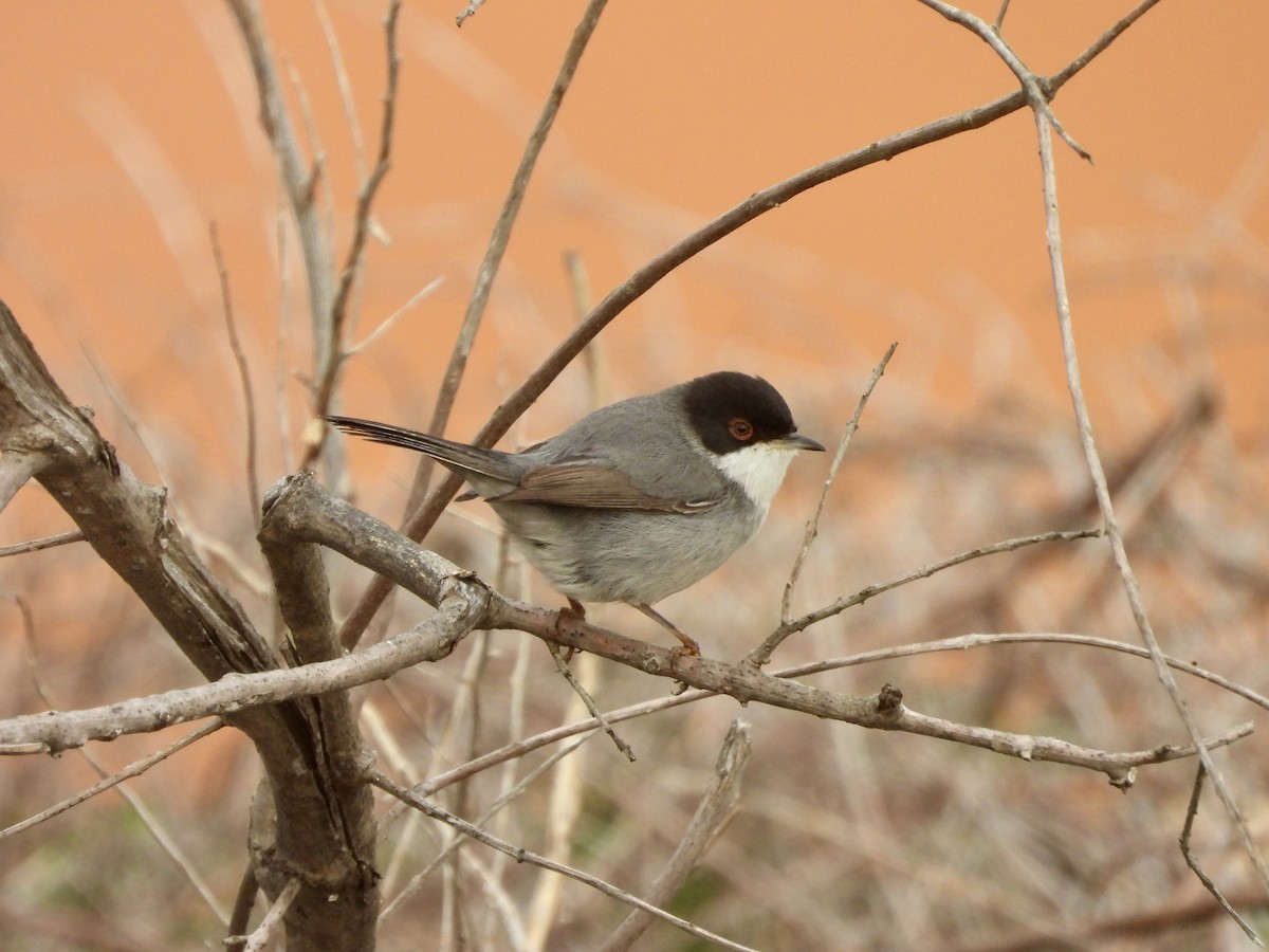 Sardinian Warbler - ML647195583