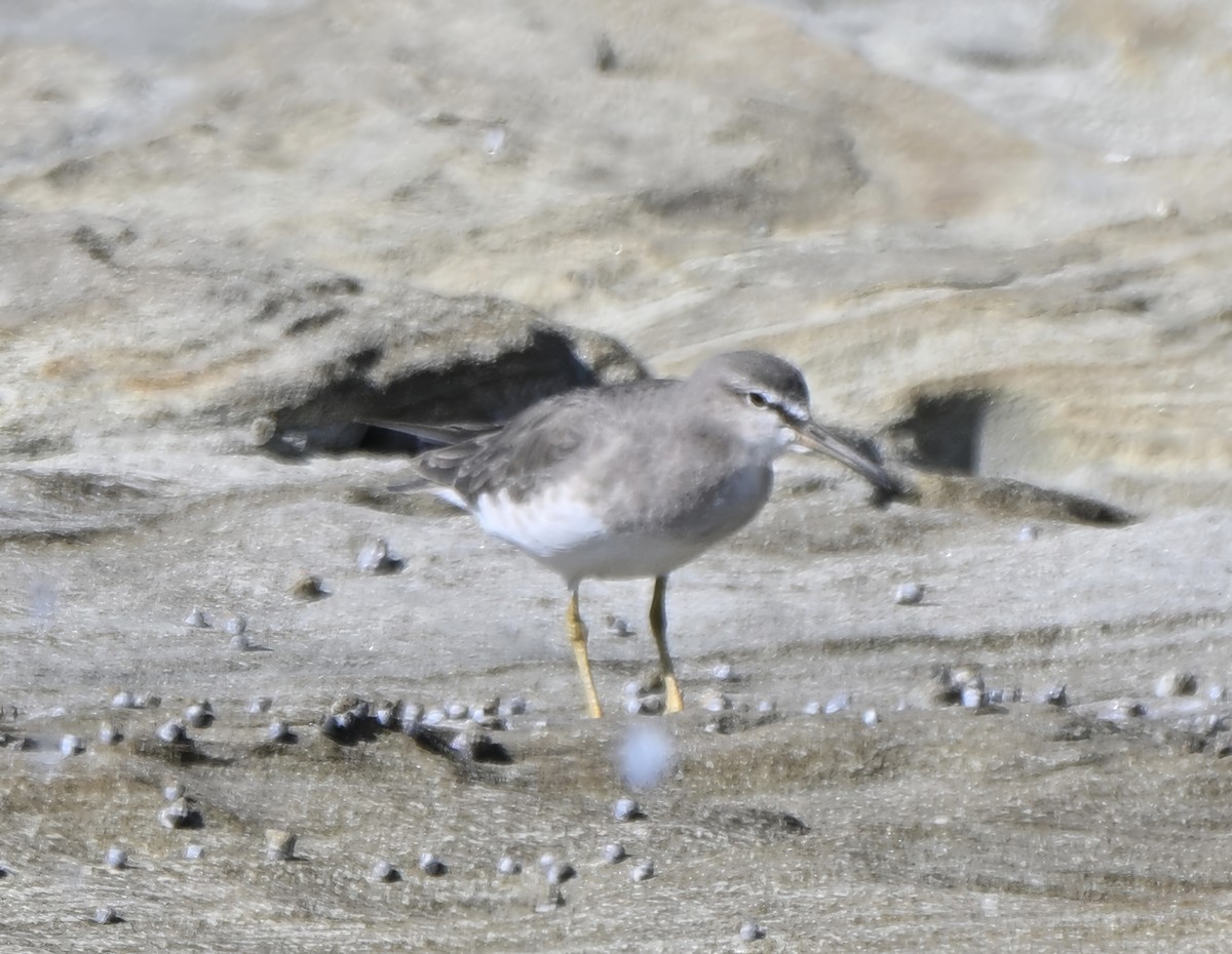 Chevalier de Sibérie - ML647195584