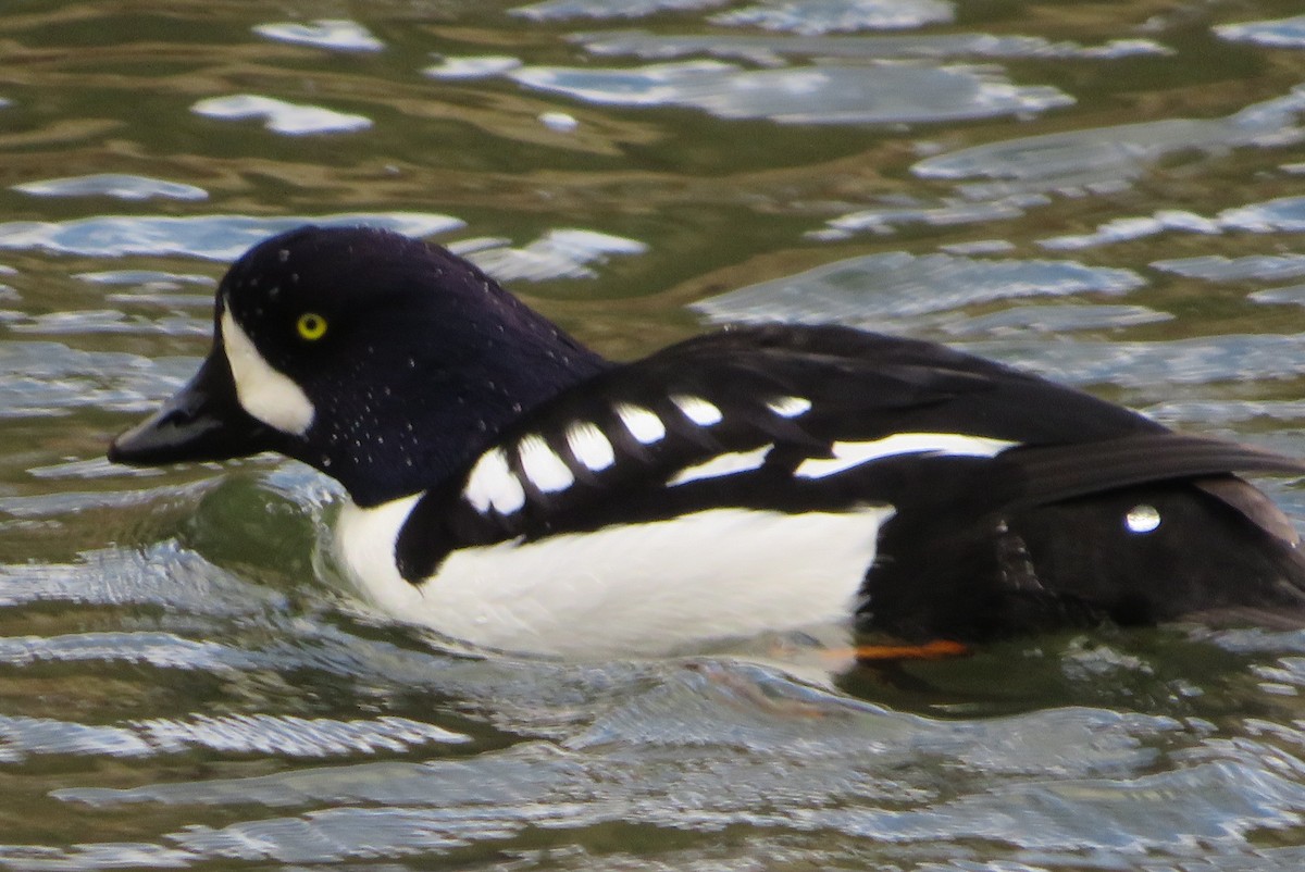 Barrow's Goldeneye - ML647195608