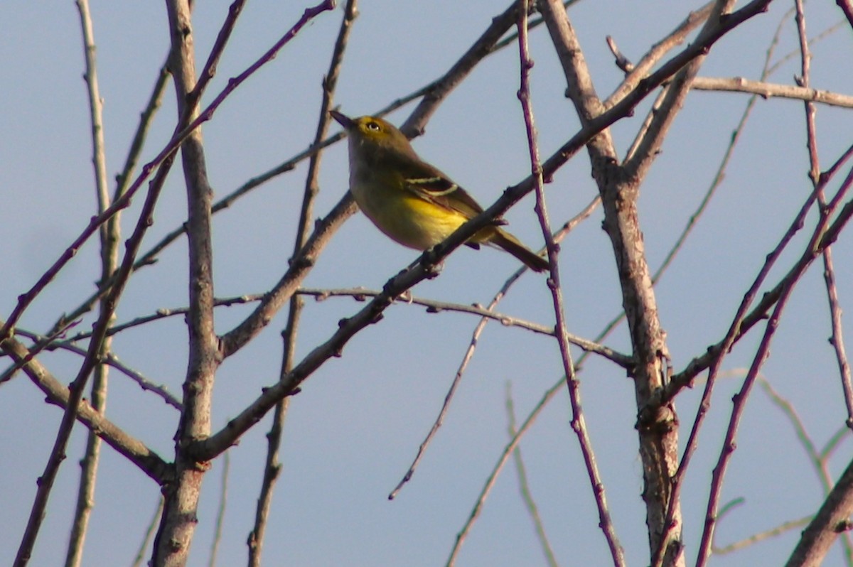 ויראו לבן-עין - ML647195614
