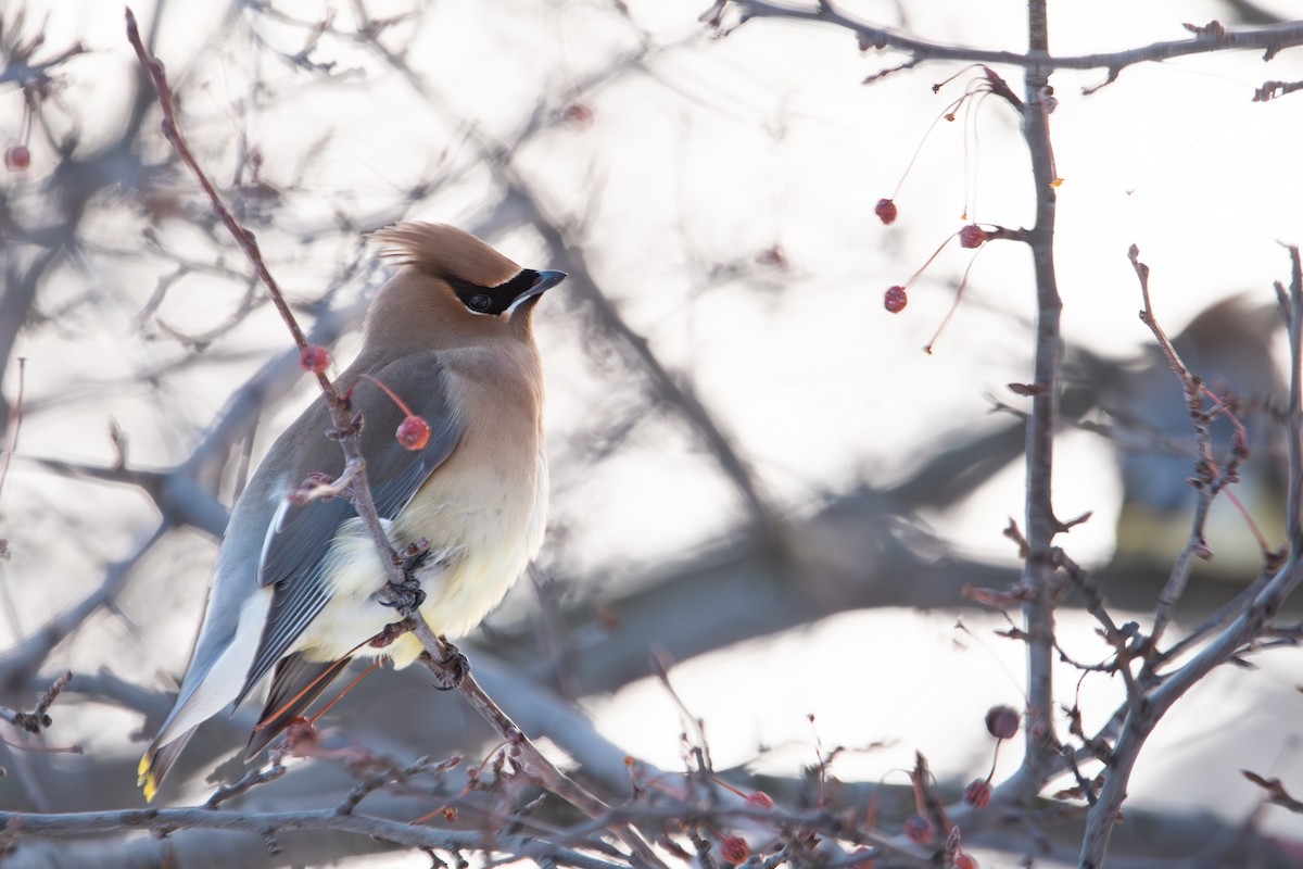 Cedar Waxwing - ML647195653