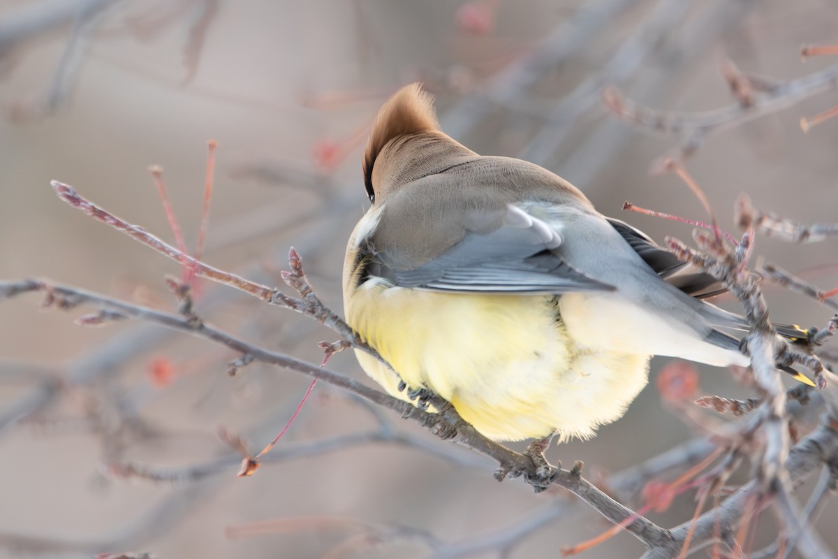 Cedar Waxwing - ML647195658
