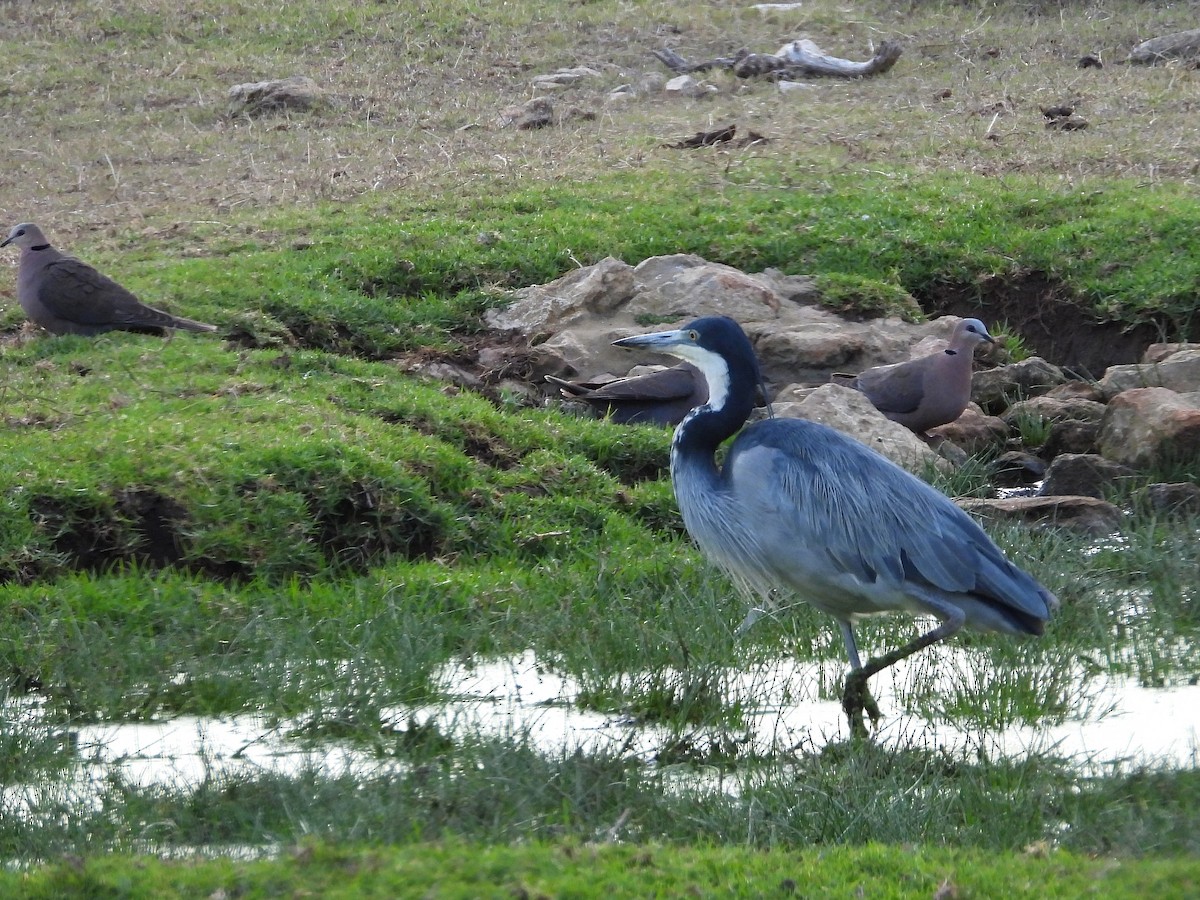Black-headed Heron - ML647195666
