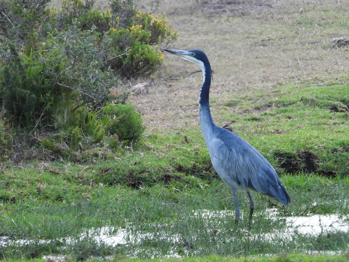 Black-headed Heron - ML647195670