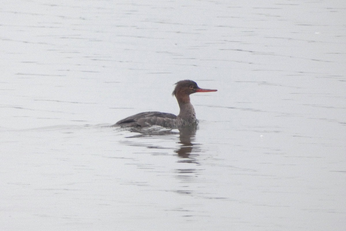 Red-breasted Merganser - ML647195672
