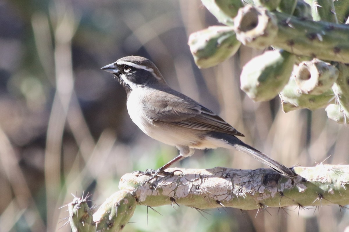 Black-throated Sparrow - ML647195710