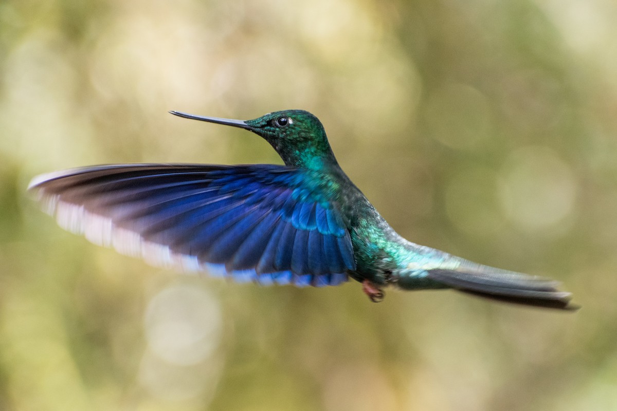 Great Sapphirewing - ML647195716