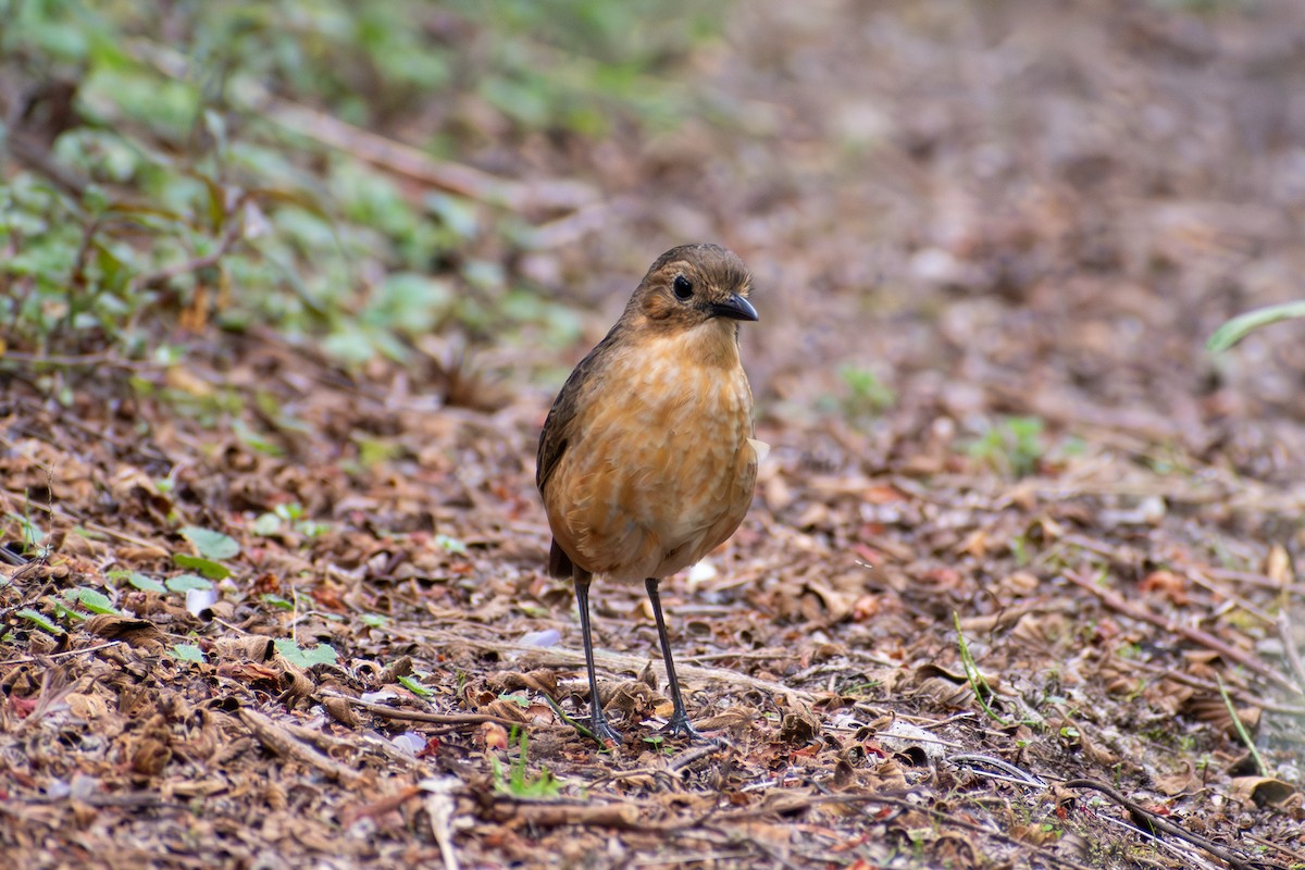 Tawny Antpitta - ML647195739
