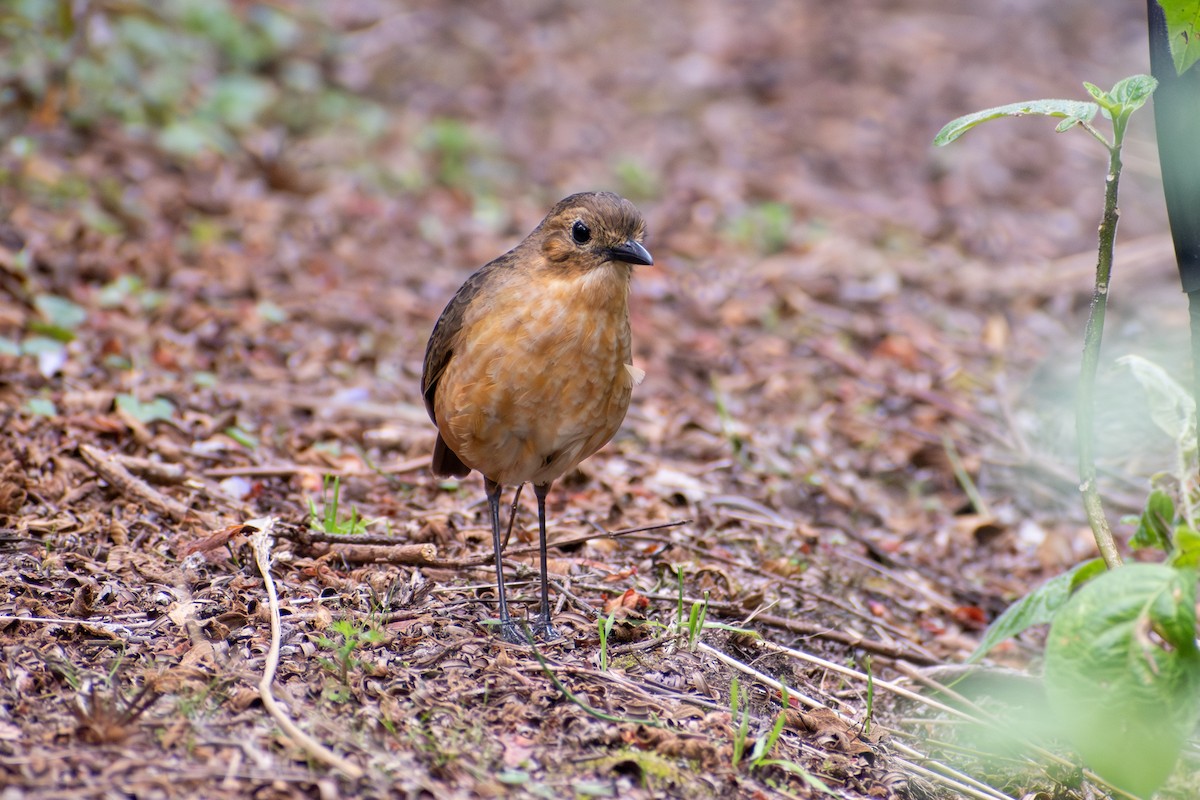 Tawny Antpitta - ML647195740