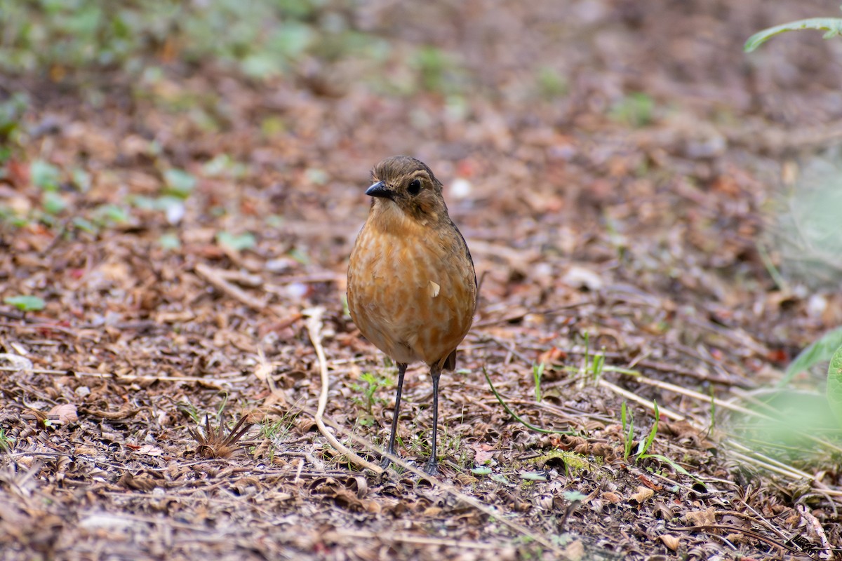 Tawny Antpitta - ML647195741