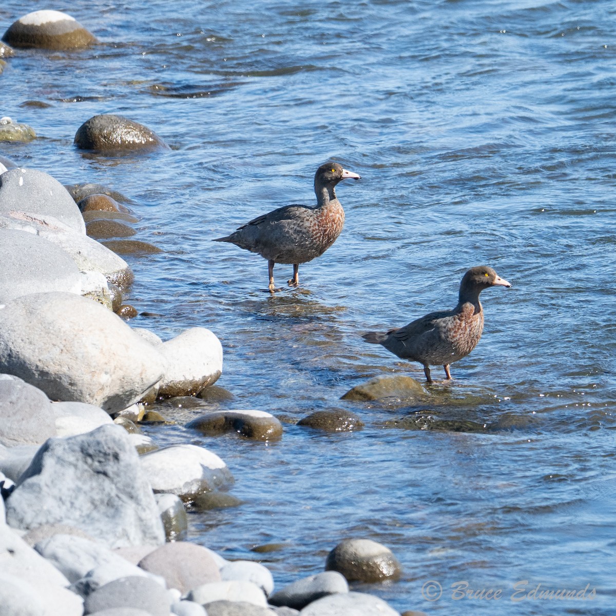 kachna měkkozobá - ML647195751