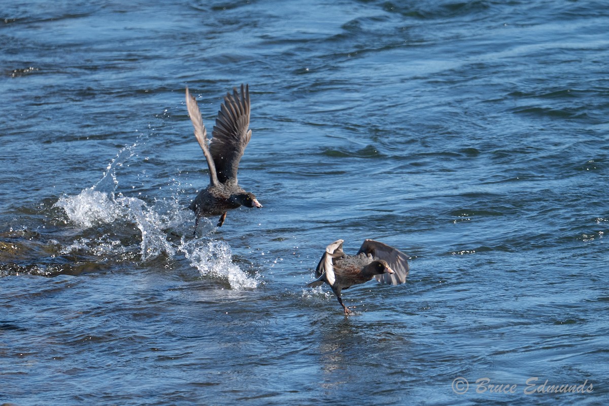kachna měkkozobá - ML647195752