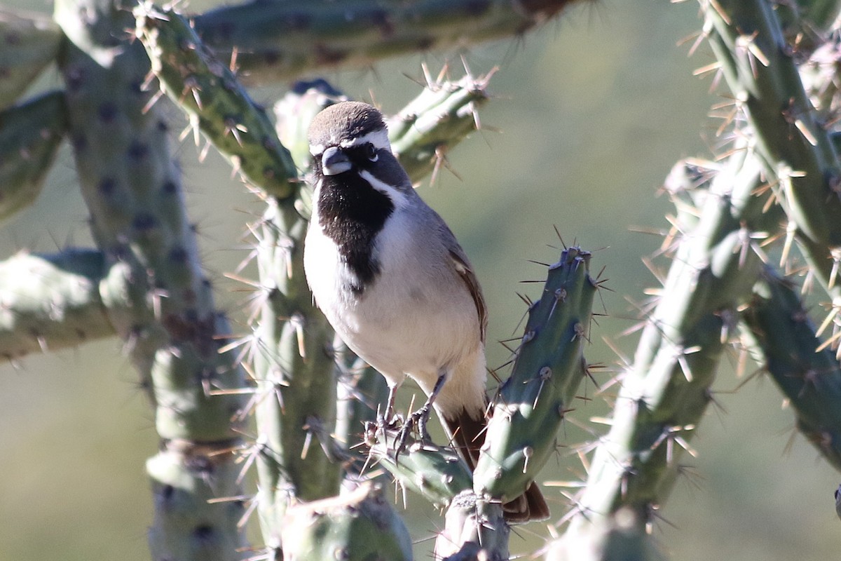Black-throated Sparrow - ML647195760