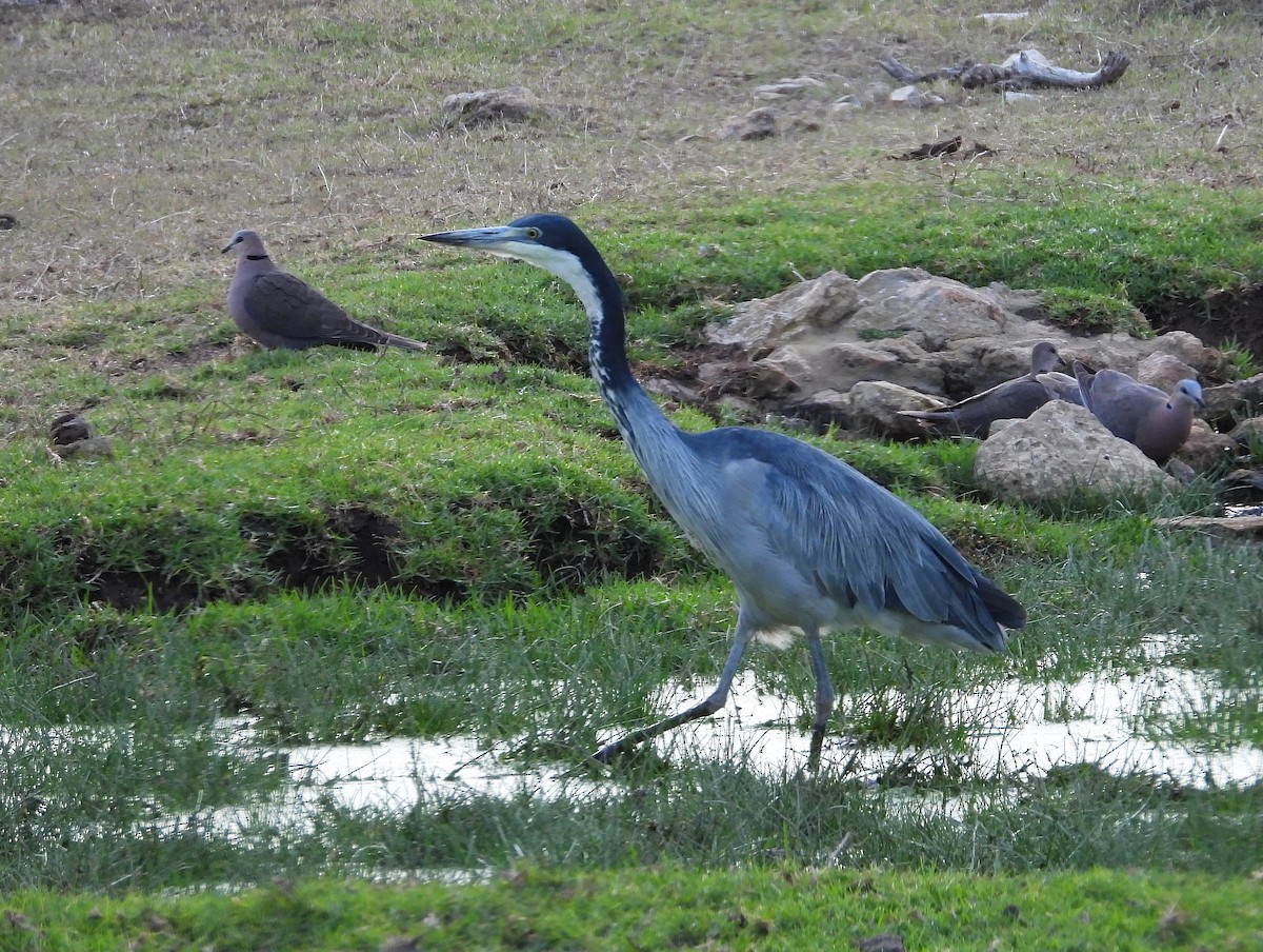 Black-headed Heron - ML647195763