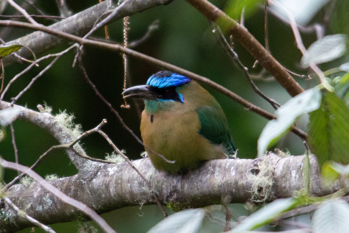 Lesson Motmotu - ML647195764