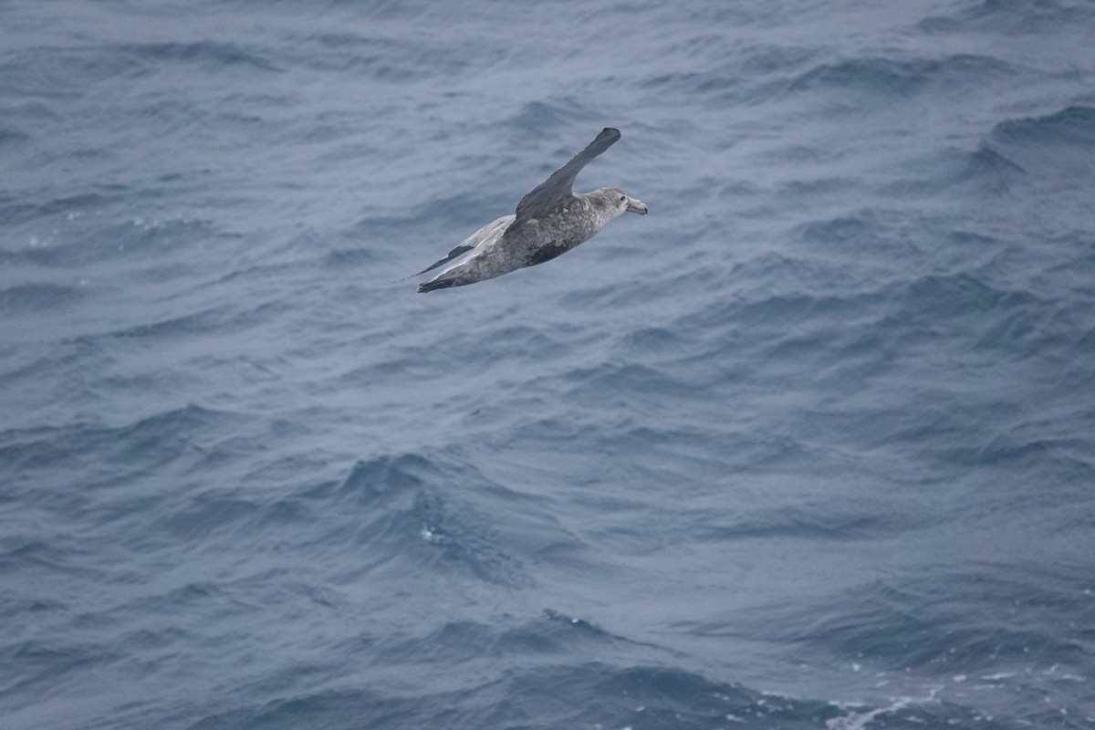 Southern Giant-Petrel - ML647195765