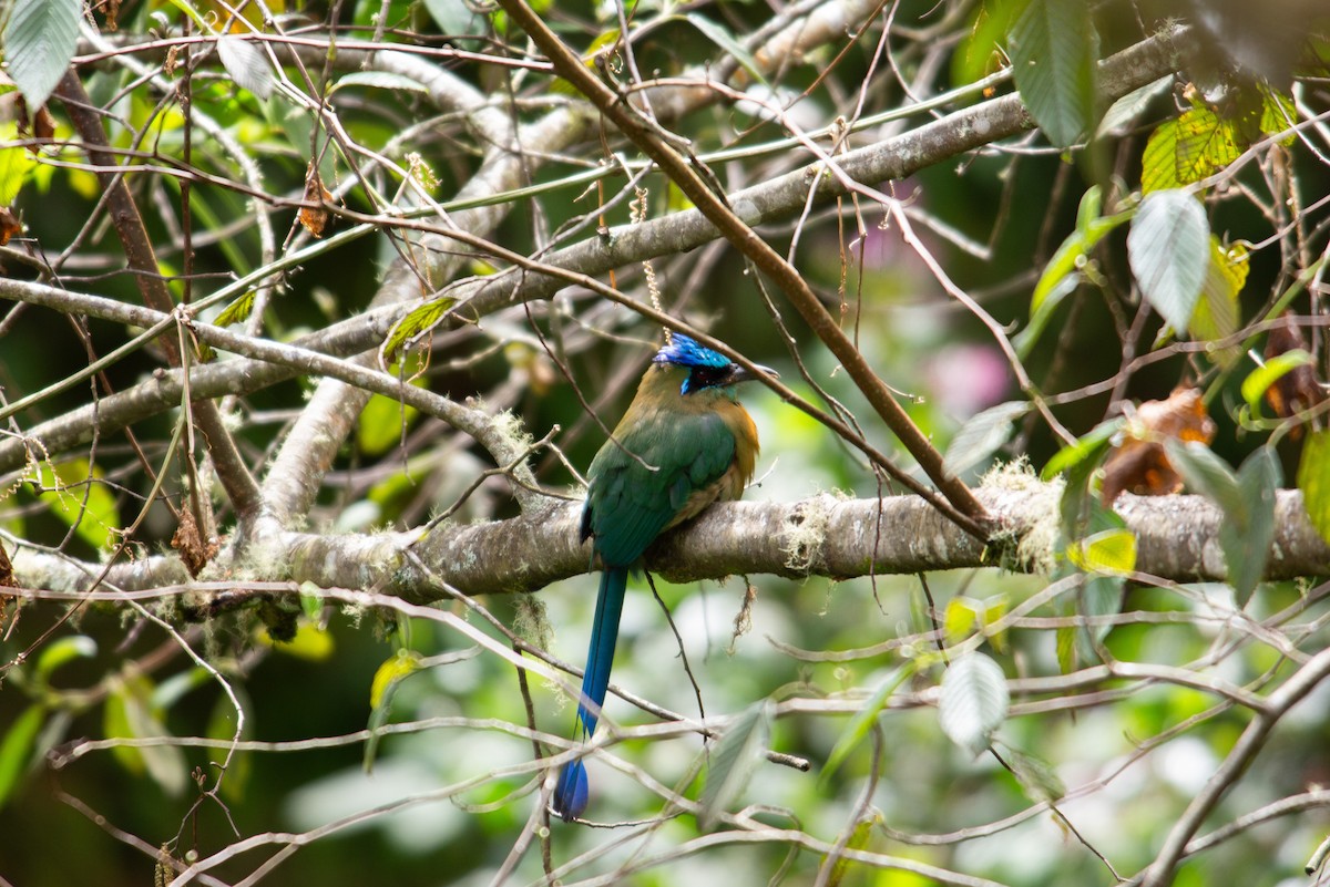 Lesson Motmotu - ML647195766