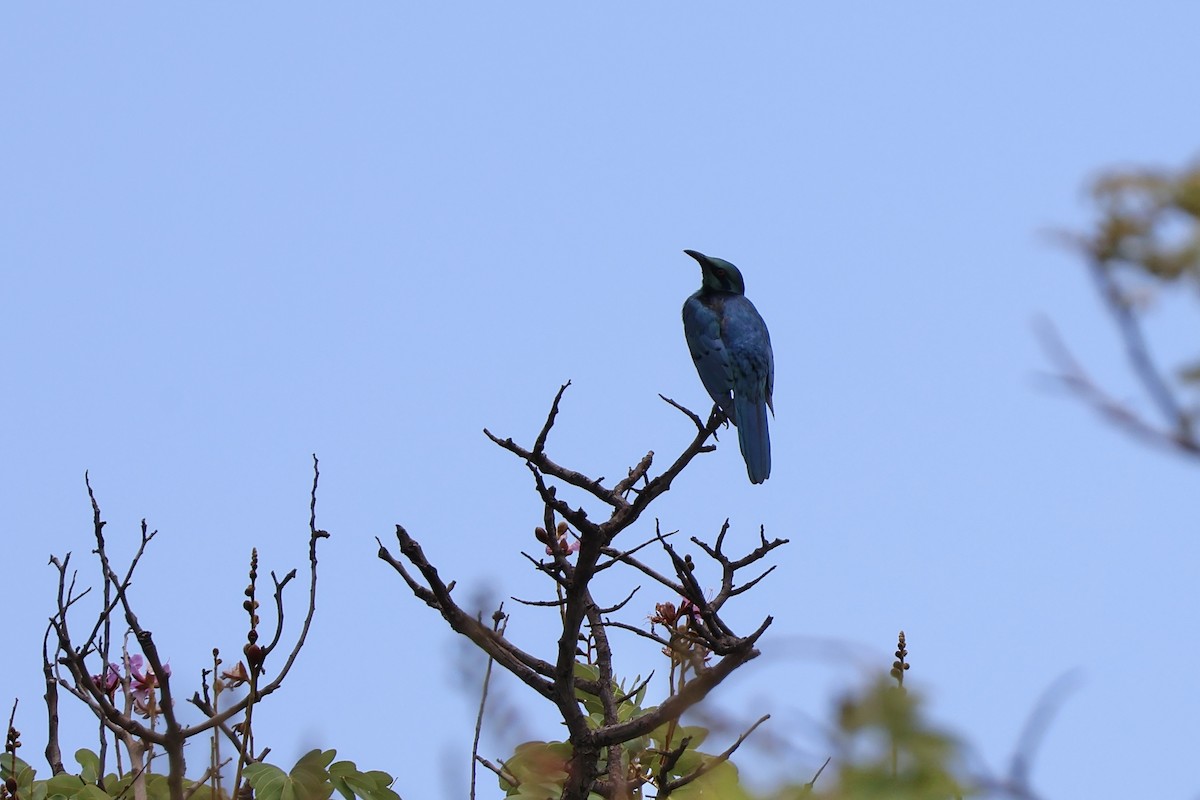 Sharp-tailed Starling - ML647195772