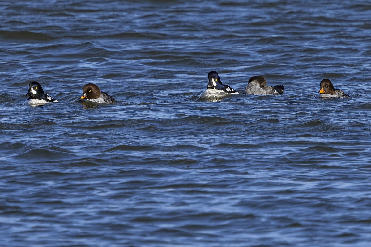 Barrow's Goldeneye - ML647195779