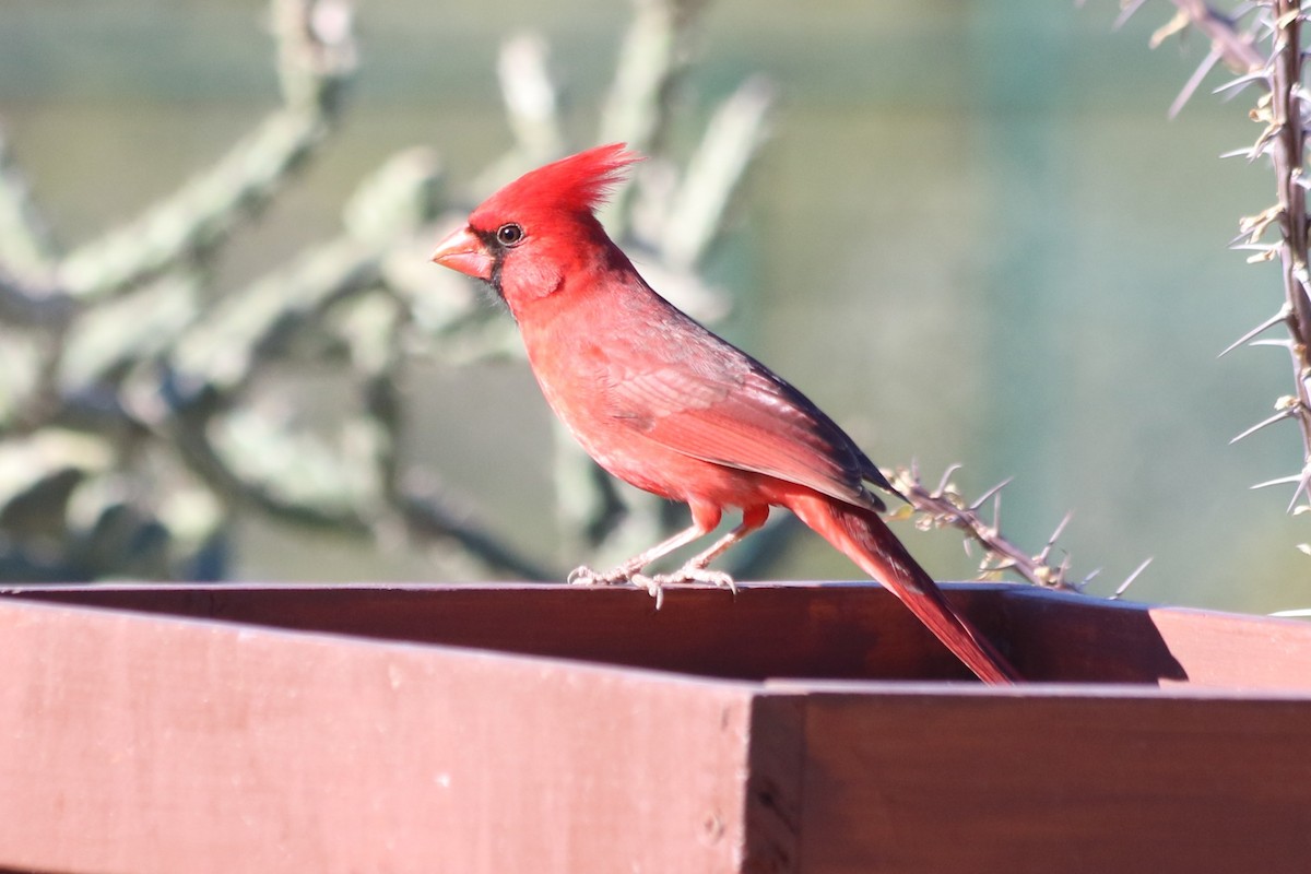 Northern Cardinal - ML647195780