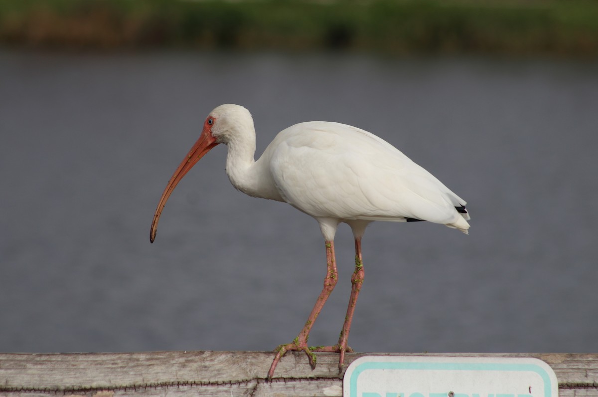 White Ibis - ML647195785