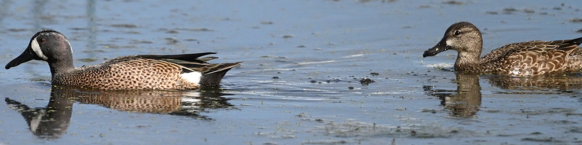 Zertzeta hegalurdina - ML647195788