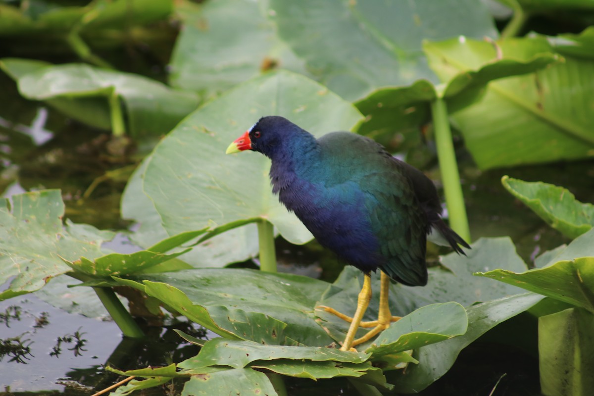 Малая султанка - ML647195800