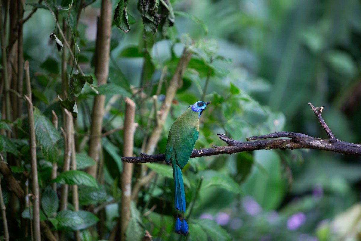 Lesson Motmotu - ML647195817