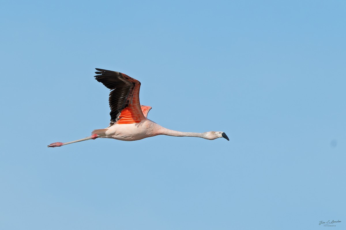 Chilean Flamingo - ML647195824