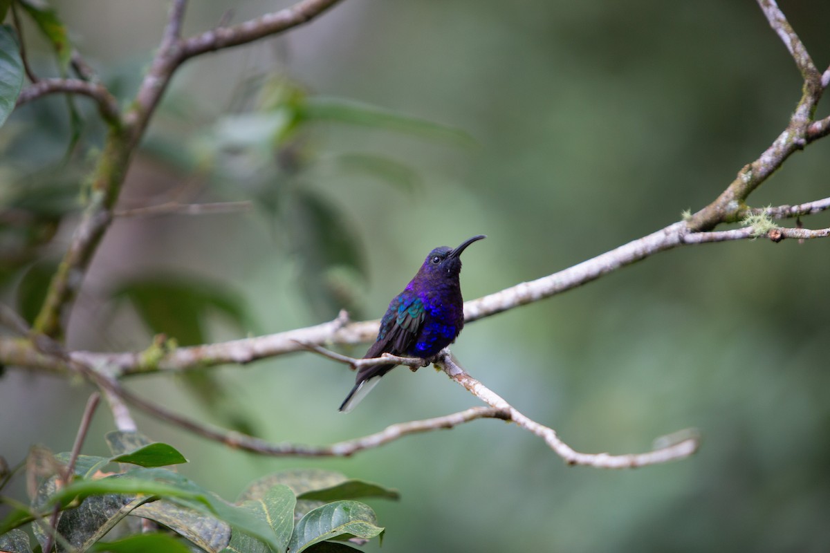 Violet Sabrewing - ML647195825