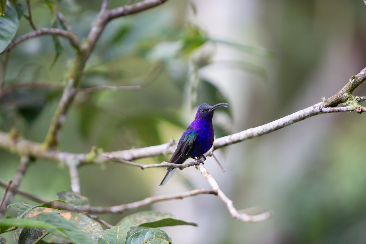 Violet Sabrewing - ML647195827