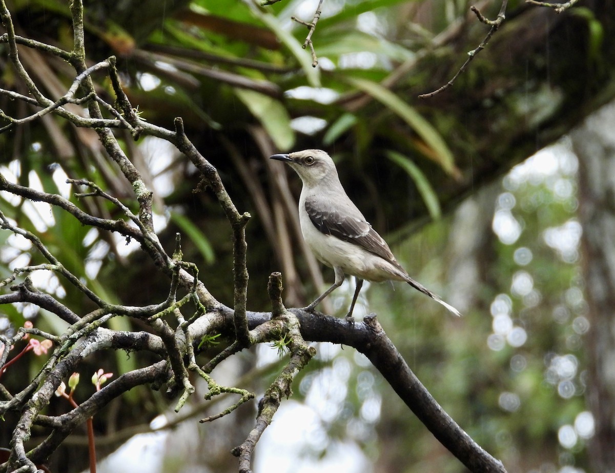 Tropikal Taklitçi - ML647195828