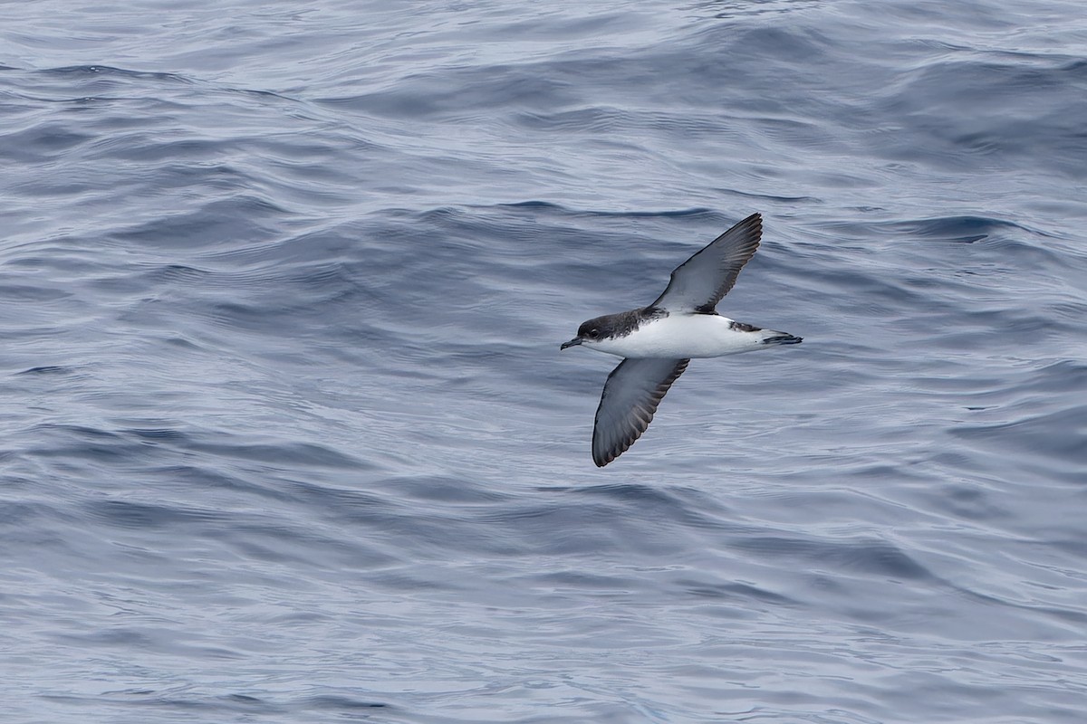 Gabai subantartikoa - ML647195831