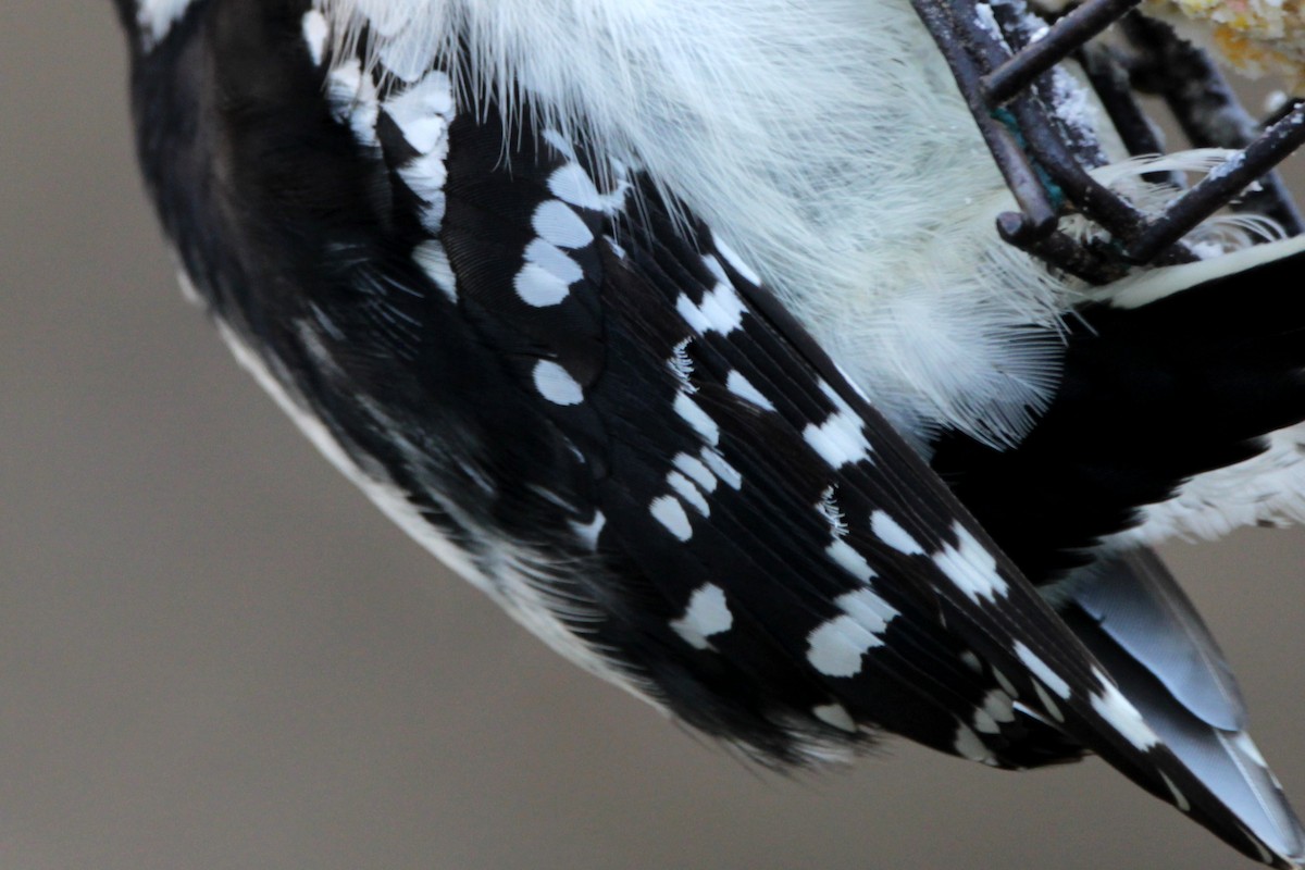 Downy Woodpecker (Eastern) - ML647195841