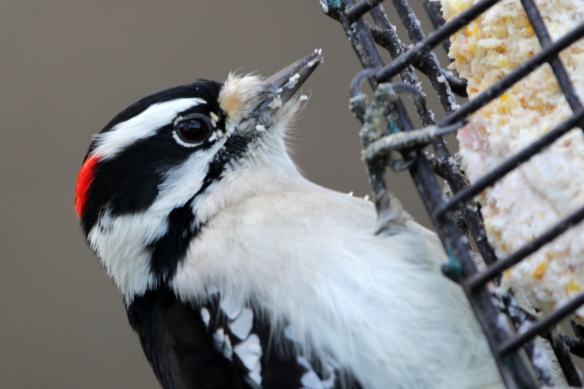 Downy Woodpecker (Eastern) - ML647195849